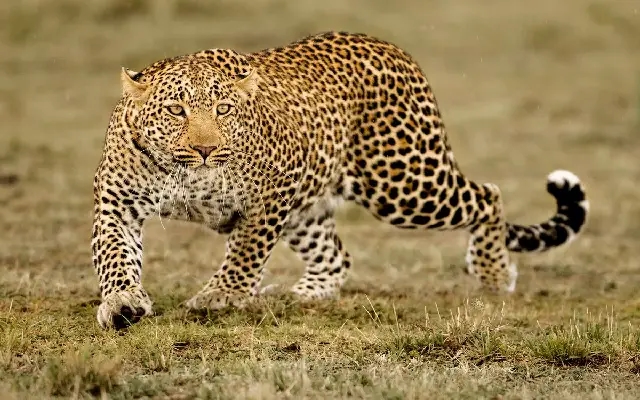 Leopard Sighting Prompts Work-from-Home for Infosys Mysuru Staff - News Karnataka