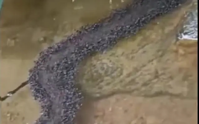 Ants amaze with their incredible bridge-building skills over water - News Karnataka