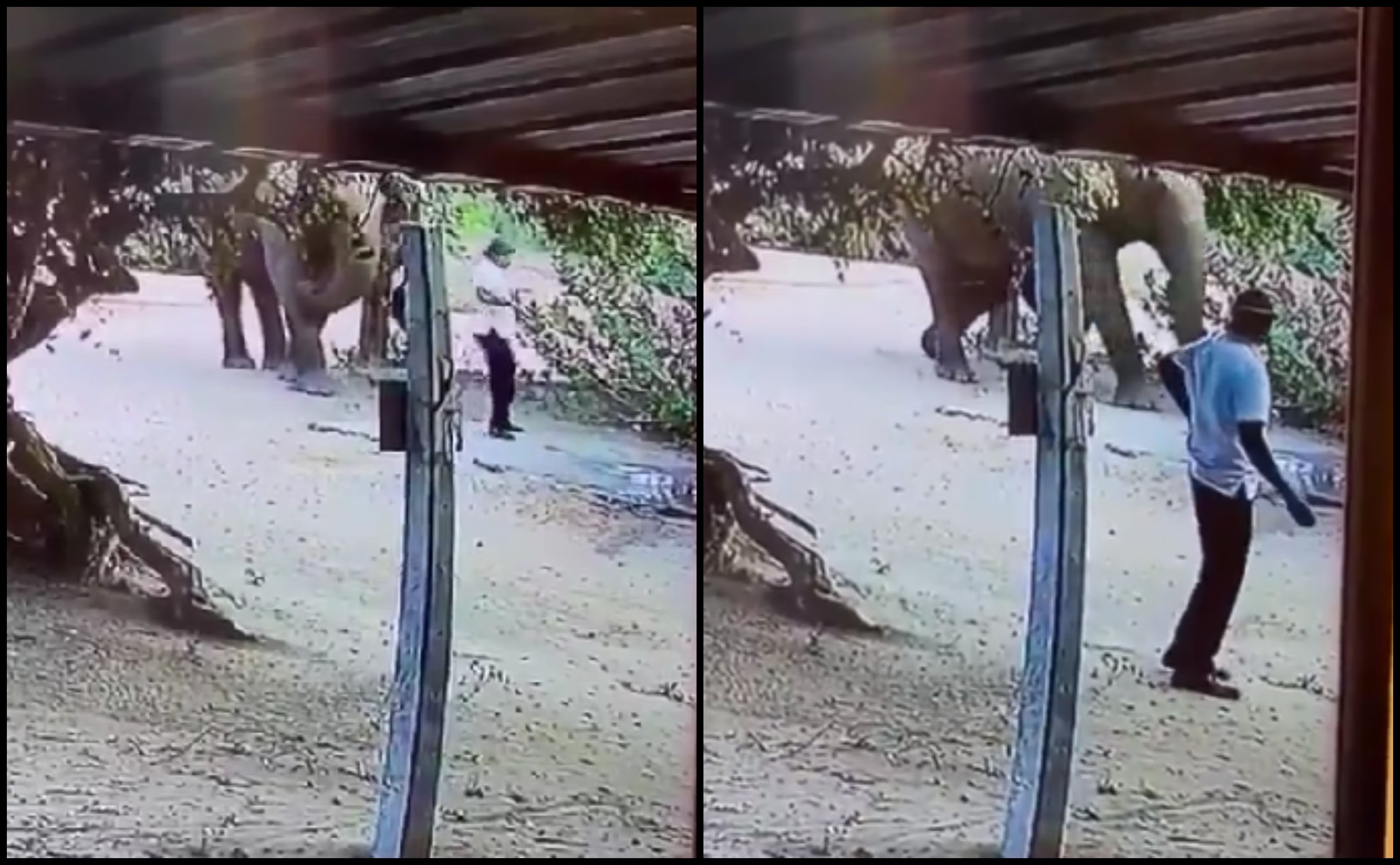Elephant's playful gesture wins hearts in viral video - News Karnataka