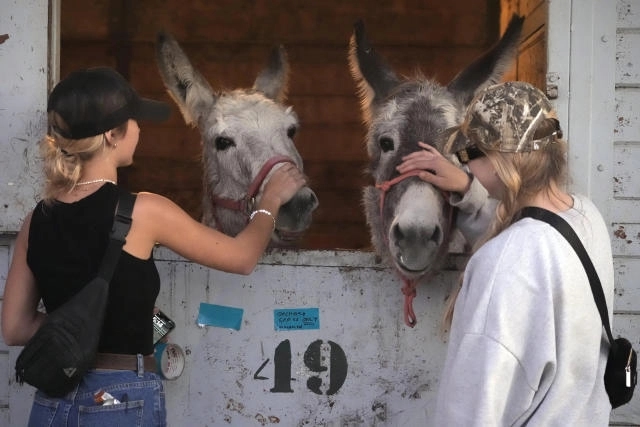 Los Angeles Equestrian Center Becomes Sanctuary for Animals - News Karnataka