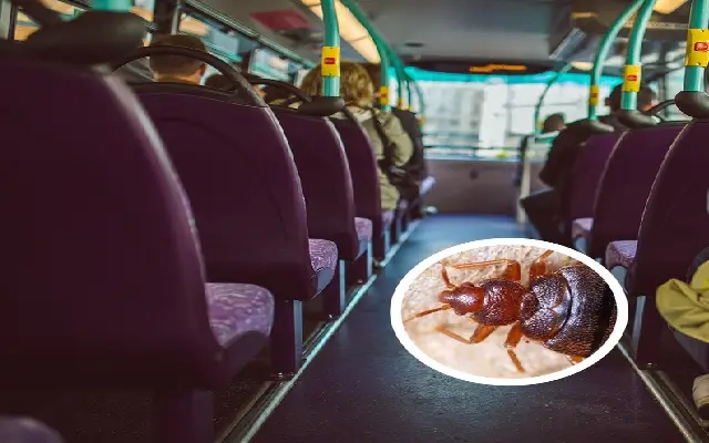 Passenger compensated with ₹1.1 Lakh for bugs on private bus - News Karnataka
