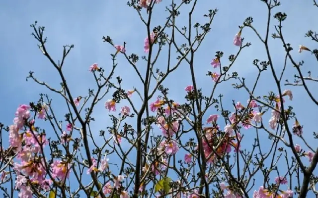 Bengaluru: A City of Curious Contrasts and Quirky Names - News Karnataka