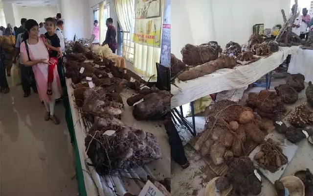 Kerala Farmer Showcases Record-Breaking Tubers at Mangaluru Exhibition - News Karnataka