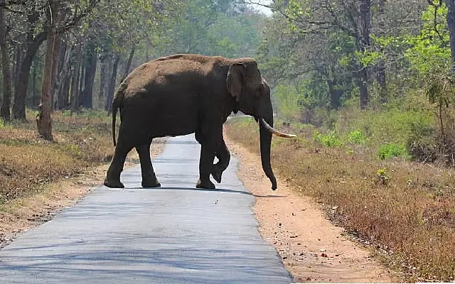62-Year-Old Man Killed in Elephant Attack in Kodagu - News Karnataka