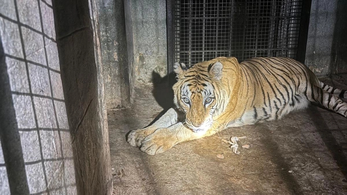 17-year-old tigress Anjani succumbs to multi-organ failure at Tyavarekoppa - News Karnataka