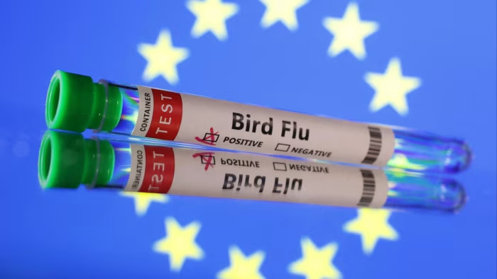 Avian influenza on the rise in Europe: call for precautionary steps - News Karnataka