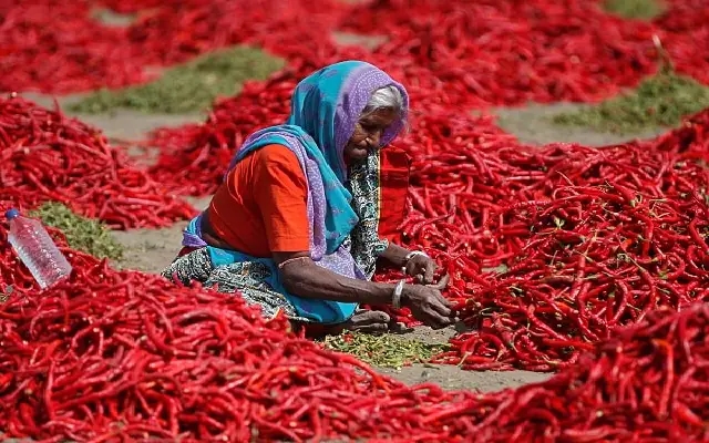 Bagalkot Emerges as a Horticulture Export Hub - News Karnataka