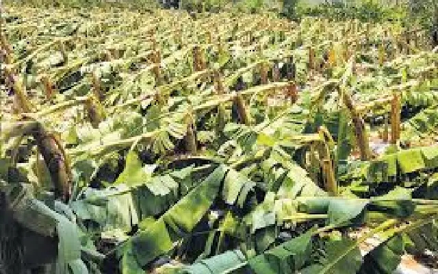 Banana farmers in Karnataka face crop damage due to extreme cold weather - News Karnataka