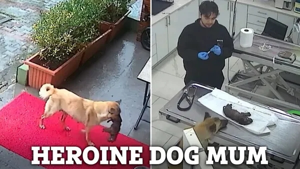 Bold mother dog carries sick puppy alone to vet's clinic - News Karnataka