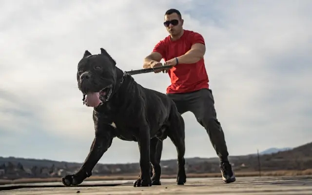 Cane Corso: The new threat after XL bully ban in the UK - News Karnataka
