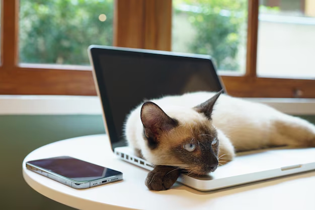 Cat accidentally sends woman's resignation email, leading to job loss - News Karnataka