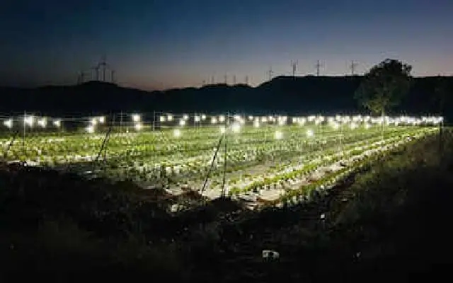 Chitradurga Farmers Boost Chrysanthemum Yield with LED Technology - News Karnataka