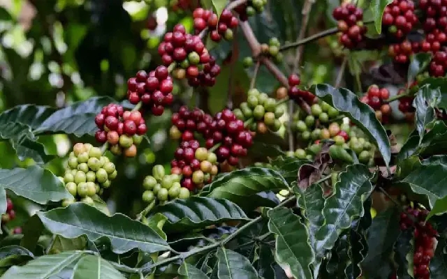 Coffee Growers in Chikkamagaluru Struggle Amidst Labour Shortage & Rising Prices - News Karnataka