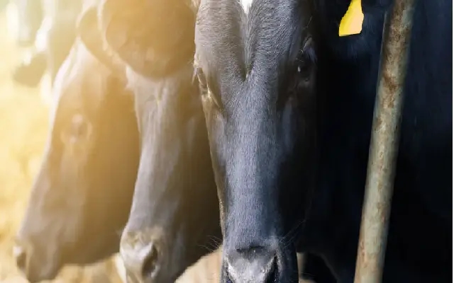 Cow Severely Injured After Biting Crude Bomb in Chamarajanagar - News Karnataka