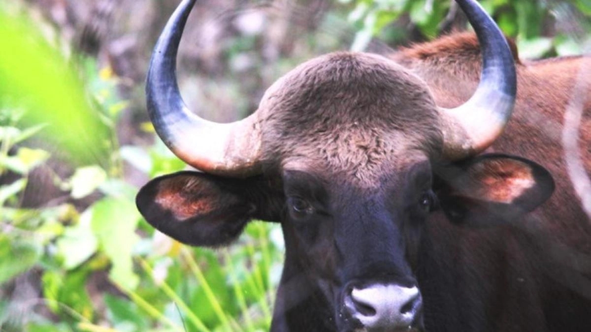 Indian bison poaching in Shivamogga sparks wildlife protection concerns - News Karnataka