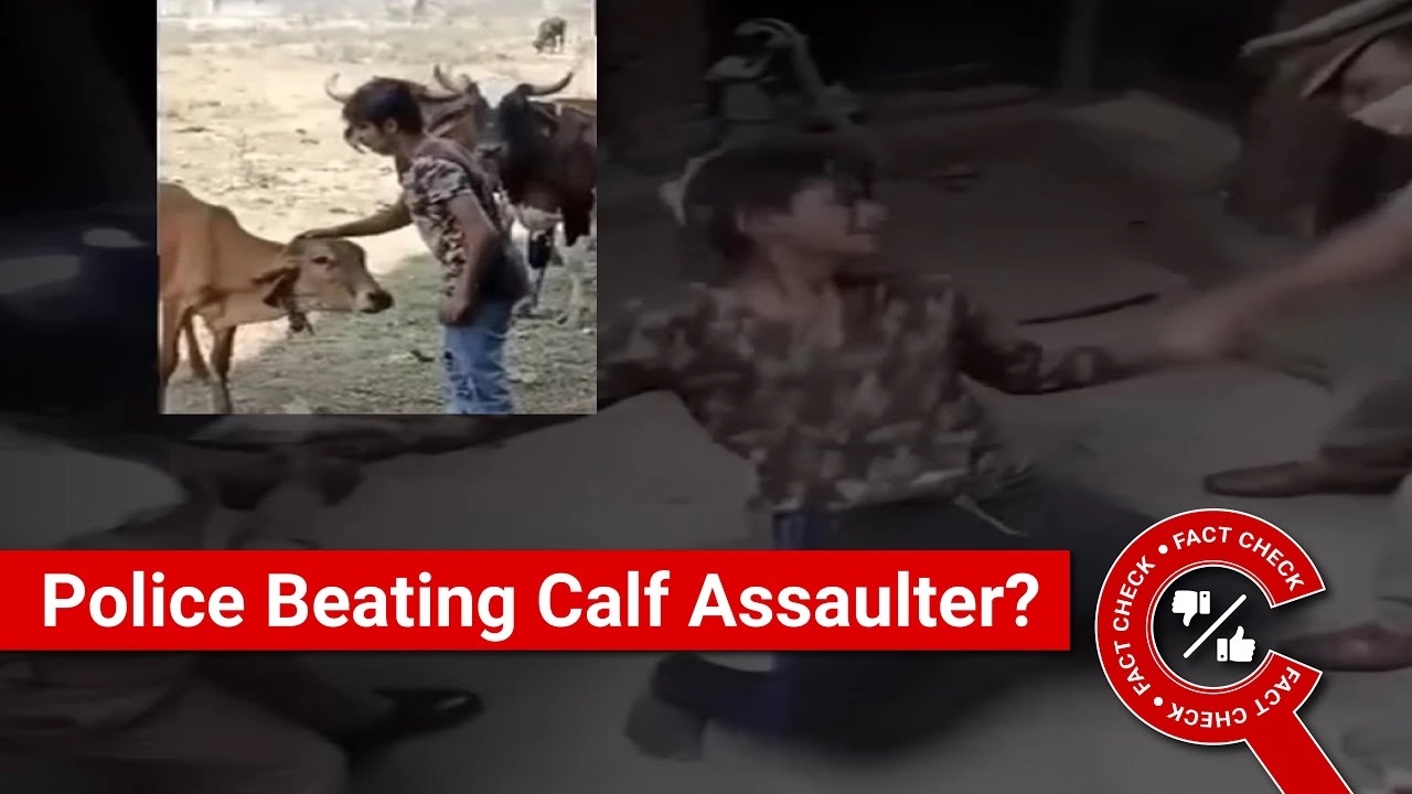 Fake viral post on injured calf creates unwanted tension, police takes action - News Karnataka