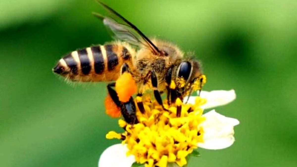 Udupi MLA visits hospital after students stung by bees in Volakadu school - News Karnataka