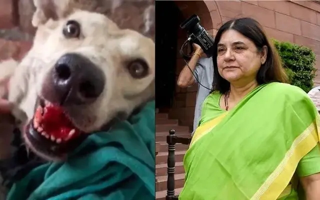 Maneka Gandhi intervenes in gruesome dog killing case in Hosanagara taluk - News Karnataka