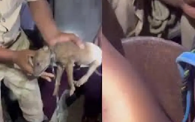 Mangaluru fire team rescues puppy from 25-foot borewell - News Karnataka