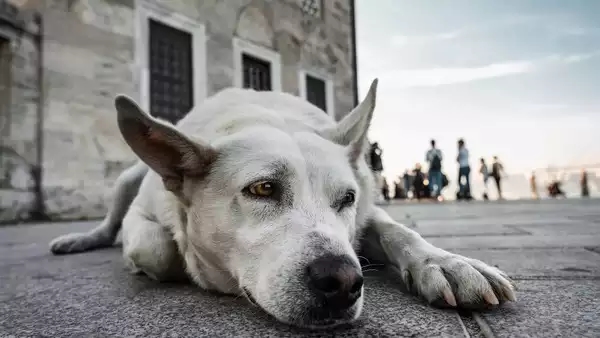 Morocco accused of mass dog killings in shocking FIFA cleanup scandal - News Karnataka