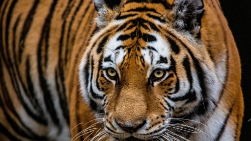Pakistan’s govt legalizes wild animals as pets for PKR 50,000 - News Karnataka