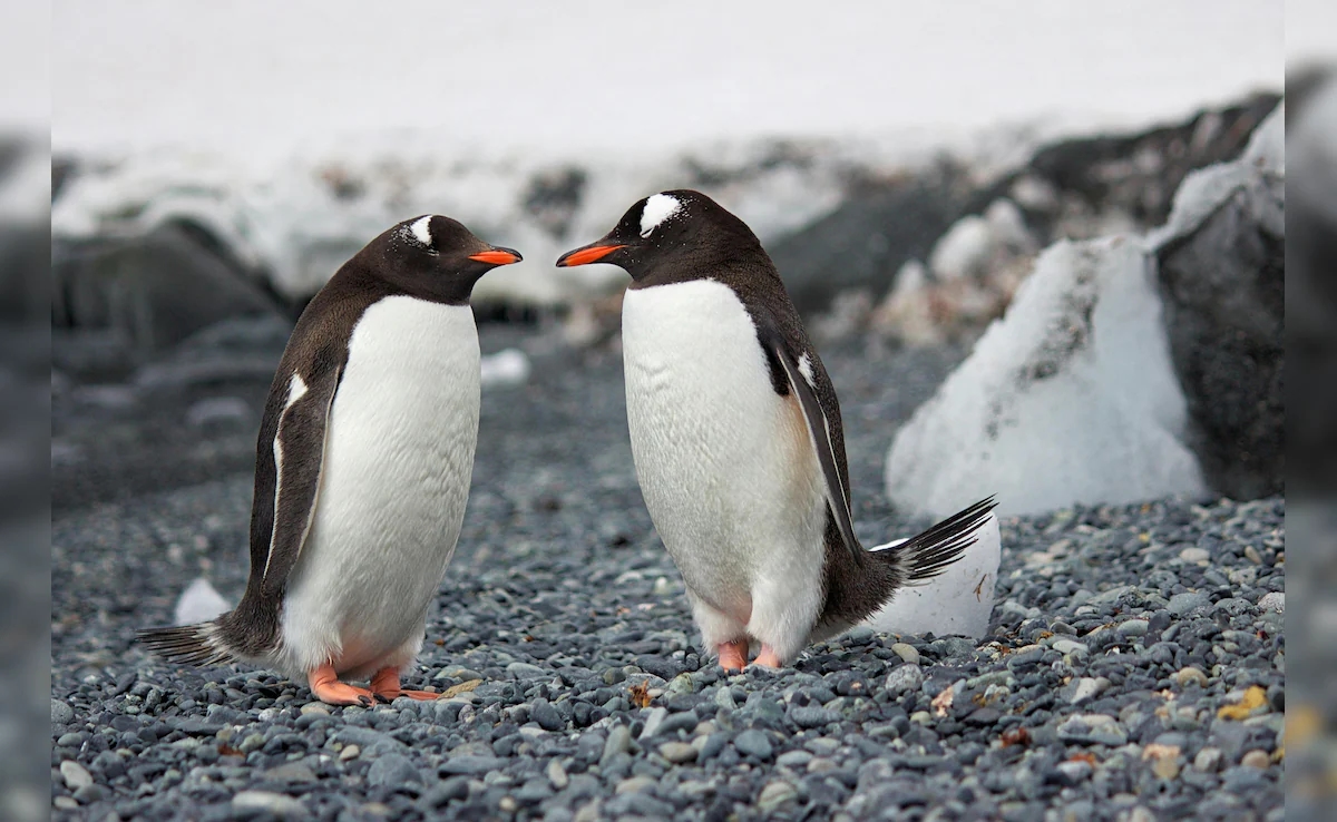 Penguins can date, marry and divorce like humans, did you know? - News Karnataka