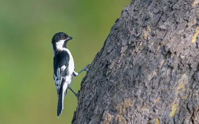 Rare White-Naped Tit Spotted in Kappatagudda Hills, North Karnataka - News Karnataka