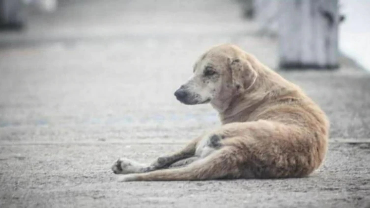 Mystery deepens in Bengaluru dog breeder’s suspicious death - News Karnataka