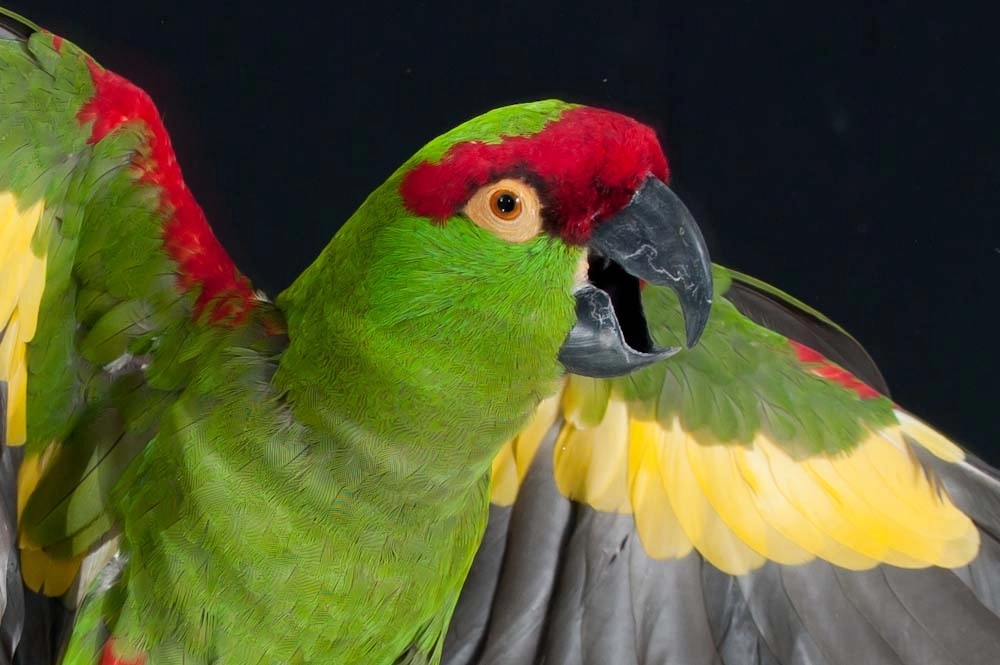Scientists invent satellite to conserve endangered parrots - News Karnataka