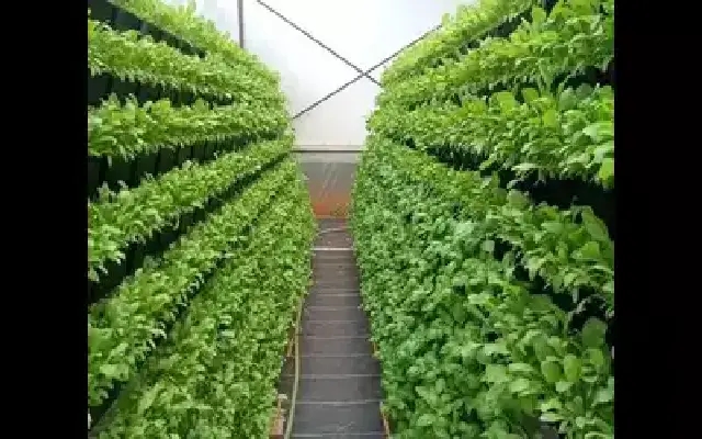 Techie-Turned-Farmer Creates 1,000 Sq. Ft. Vertical Garden in Mangaluru - News Karnataka