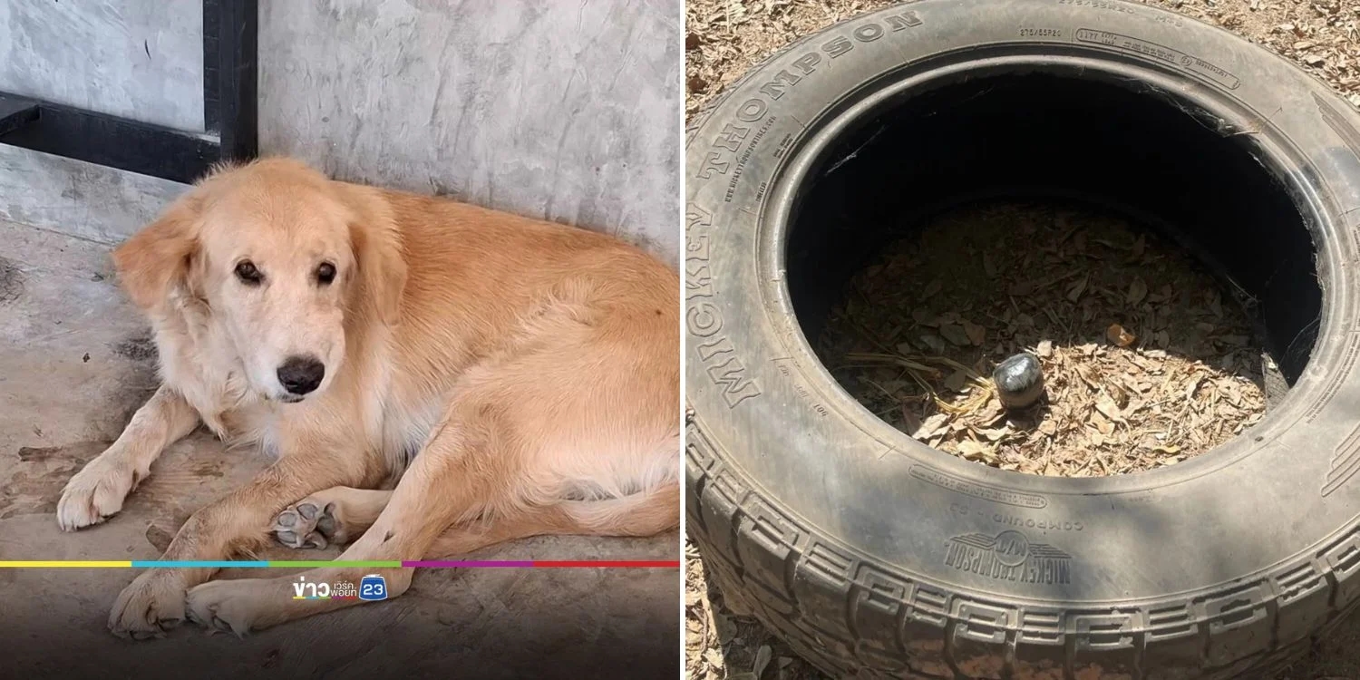 Thai dog brings explosive home, alert father prevents disaster - News Karnataka
