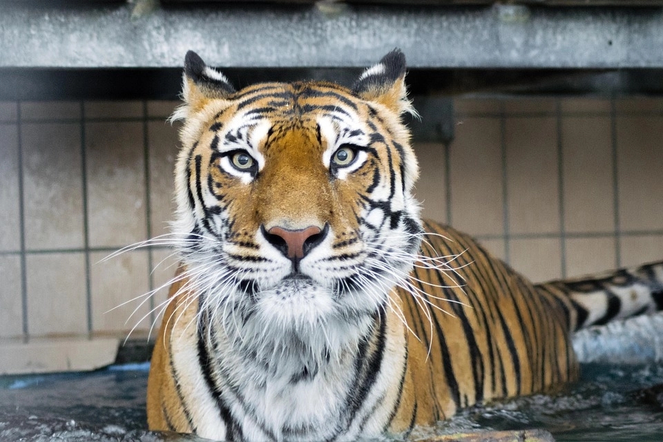 Man finds tiger sitting at his doorstep as he opens his front door - News Karnataka