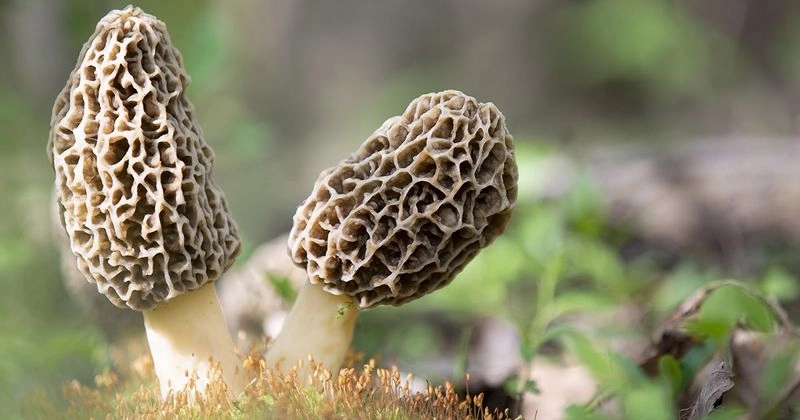 Tragic death linked to undercooked morel mushrooms in sushi roll - News Karnataka