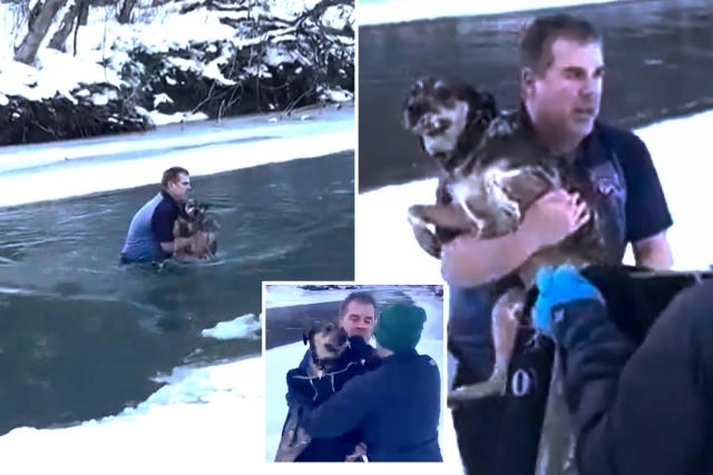 Vermont man braves icy waters to rescue stranded dog - News Karnataka