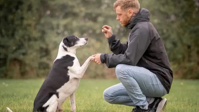 Viral video featuring dog walker Ivan captivates millions on Instagram - News Karnataka
