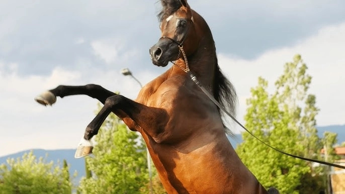 Viral video shows woman’s narrow escape after falling under a horse - News Karnataka