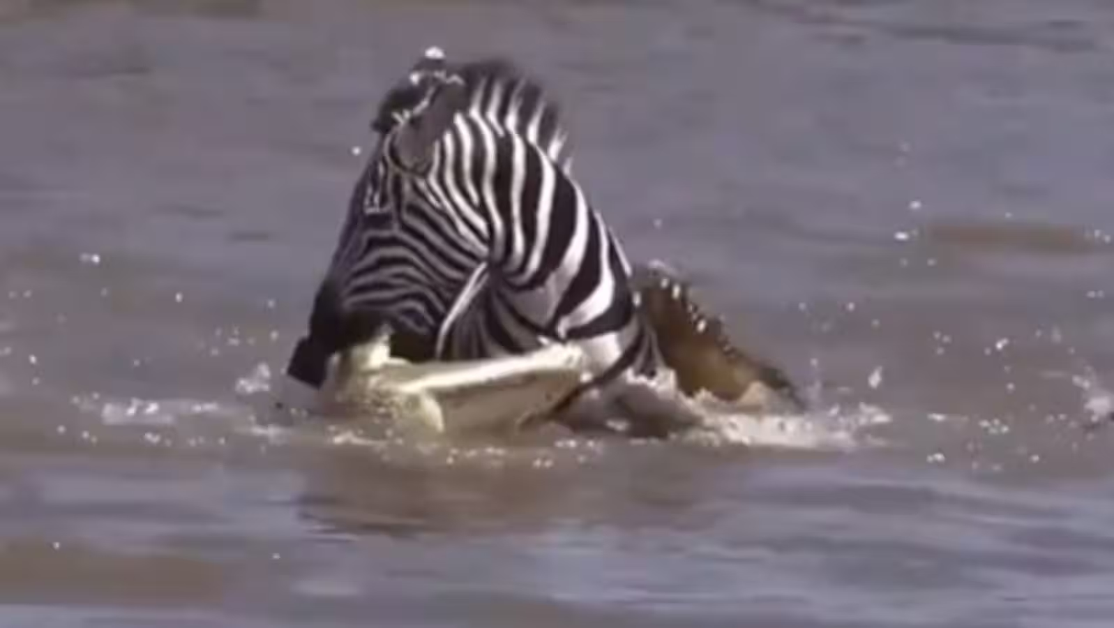 Zebra outwits crocodile in shocking survival twist - News Karnataka