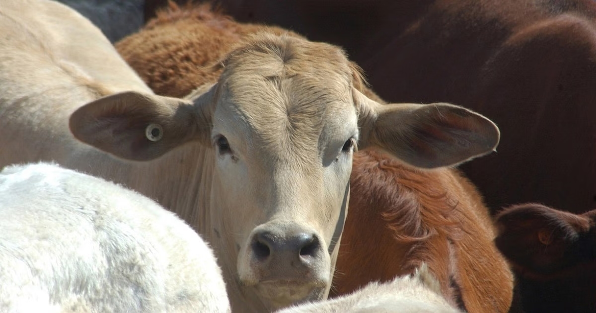 Cow’s udder cruelly slashed in Shivamogga village, owner seeks justice - News Karnataka