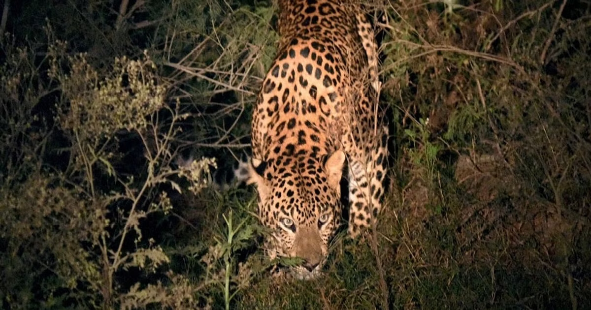 Mysuru to house India's largest leopard rescue and rehab center - News Karnataka