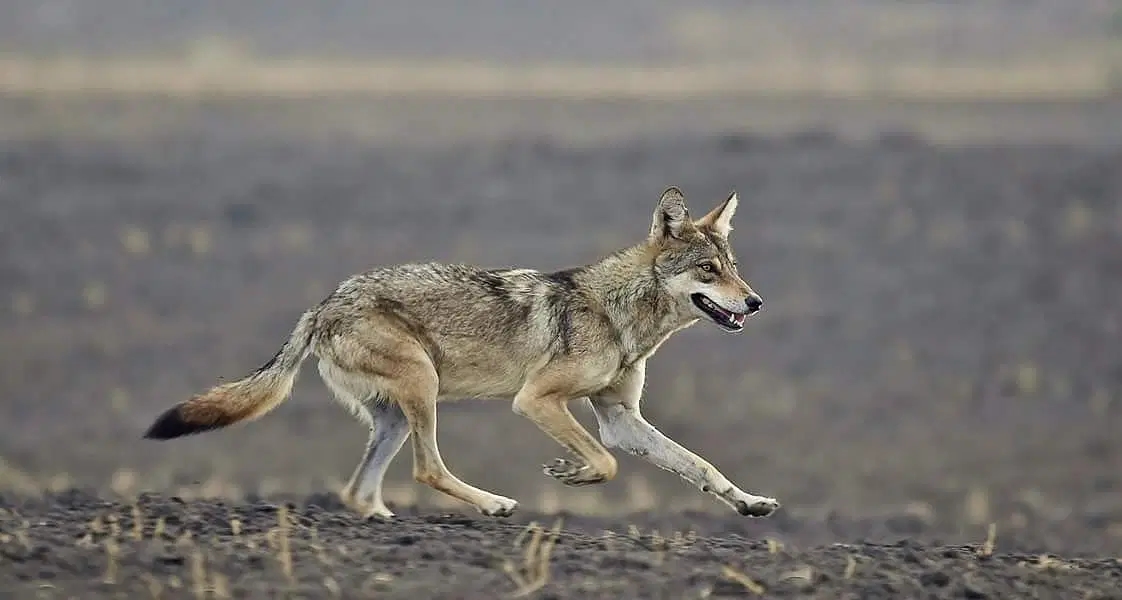 Bankapur Wolf Sanctuary Sees Rare Birth of Eight Wolf Pups - News Karnataka