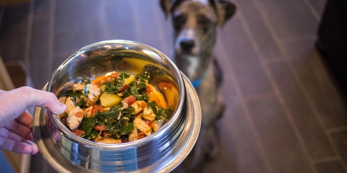Dog does not eat because owner didn't serve cheese - News Karnataka