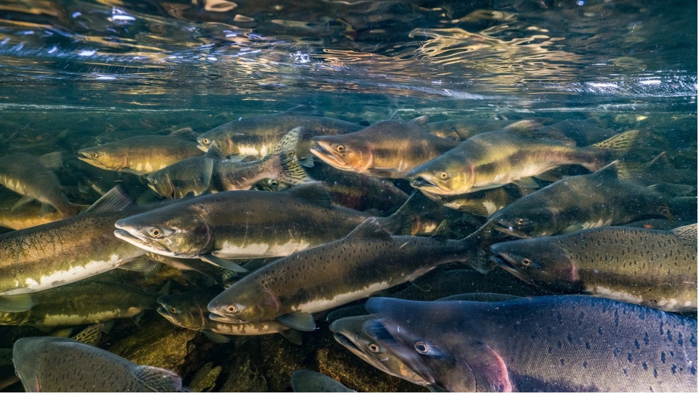 Study reveals an alarming loss of freshwater creatures - News Karnataka