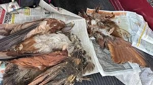 Highway Havoc: Bengaluru-Mysuru Road Turns Deadly for Birds and Wildlife - News Karnataka