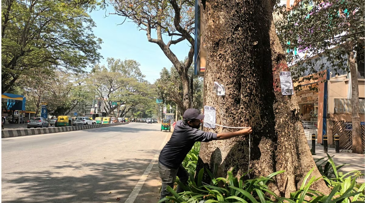 100 year old tree at Bangalore East cut down for modernization - News Karnataka