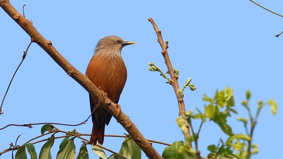 Mangalore University Records 104 Bird Species in Annual Bird Count 2025 - News Karnataka