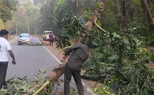 Another elephant on highway, damages trees and power lines - News Karnataka