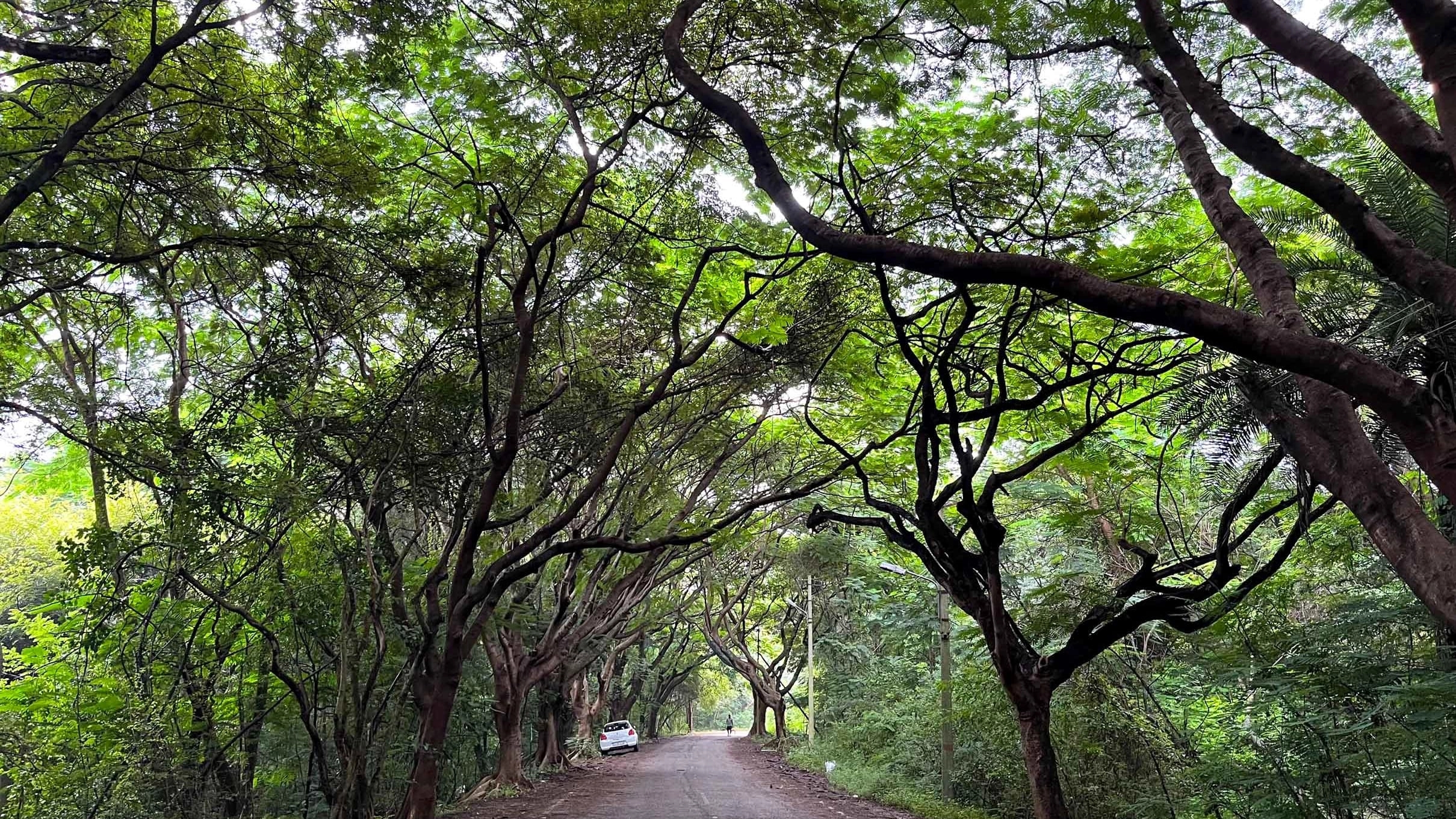 Bangalore demands better management of greenery and trees - News Karnataka