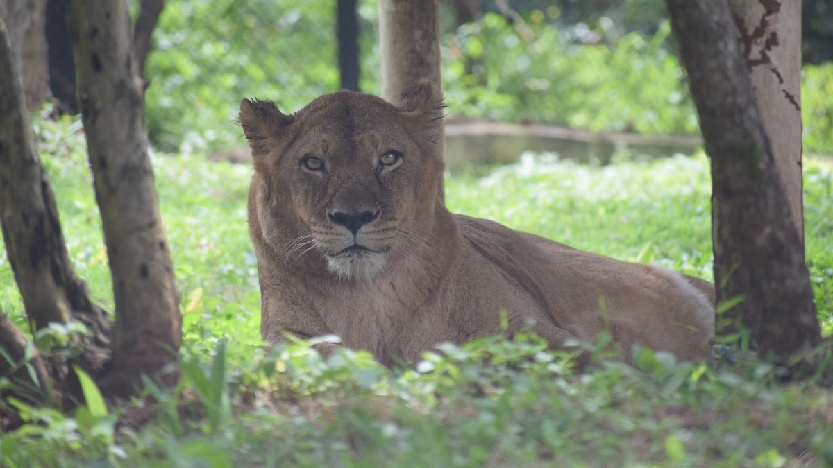 Belagavi zoo mourns the death of female lion Nirupama - News Karnataka