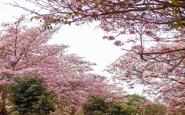 Bengaluru’s Spring Symphony: The Pink Trumpet Bloom - News Karnataka