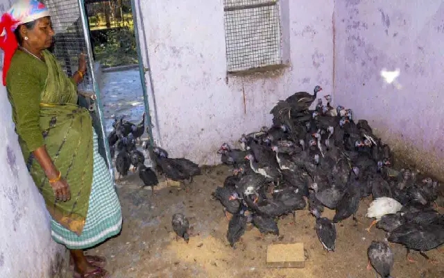 Karnataka’s Bidar on High Alert Over Bird Flu Threat - News Karnataka